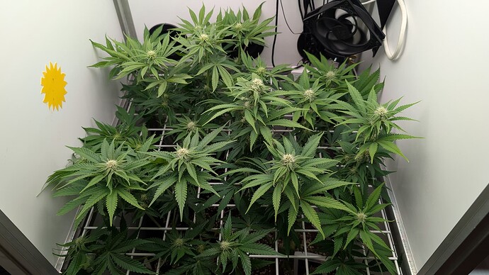 Growreport Bild 20