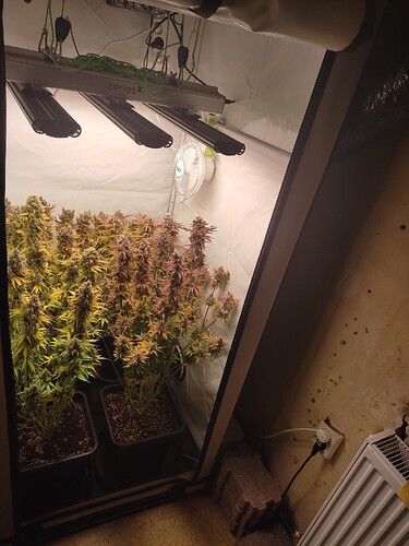 Growreport Bild 4