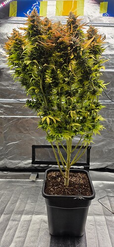 Growreport Bild 63