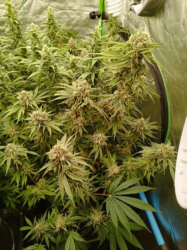 Eine blühende Cannabispflanze mit vielen dichten Blütenständen und breiten Blättern, die in einem Zelt wächst.