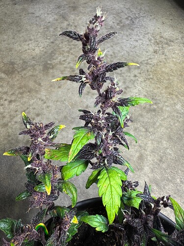 Growreport Bild 15