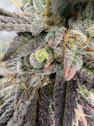 Growreport Bild 5
