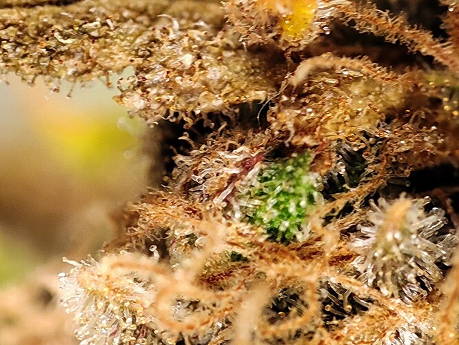 Growreport Bild 109