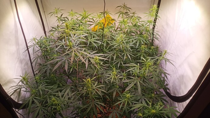 Growreport Bild 9