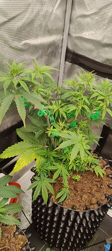 IMG_20251016_203536259