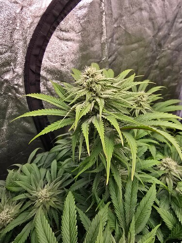 Growreport Bild 2