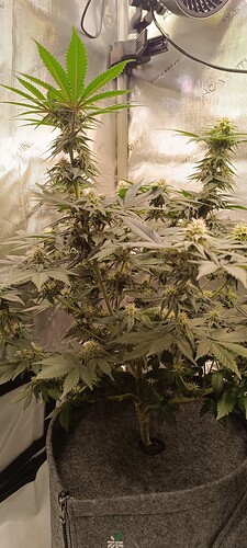 Growreport Bild 10