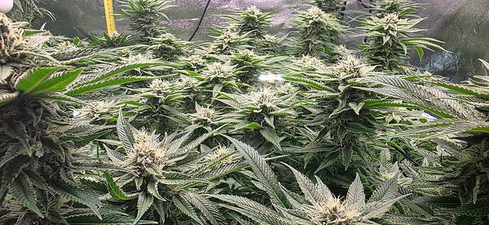 Growreport Bild 28