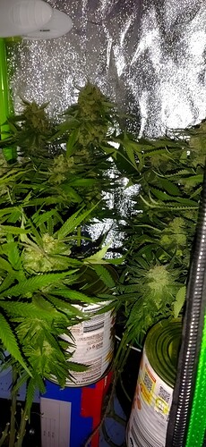 Growreport Bild 3