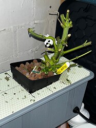 Growreport Bild 4