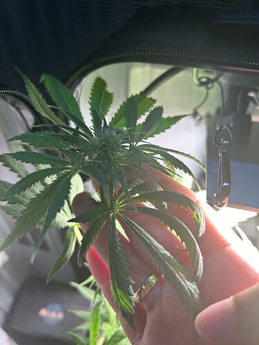 Growreport Bild 1
