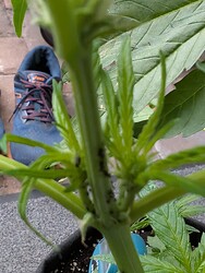 PXL_20250525_113858006