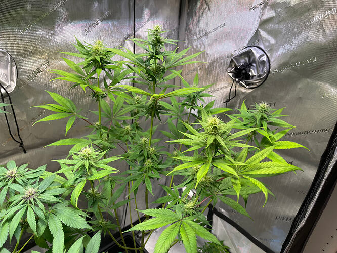 Growreport Bild 46