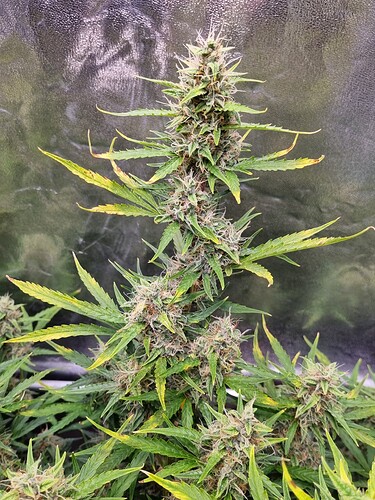 Growreport Bild 5
