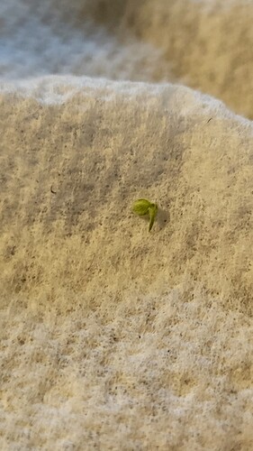 Growreport Bild 25