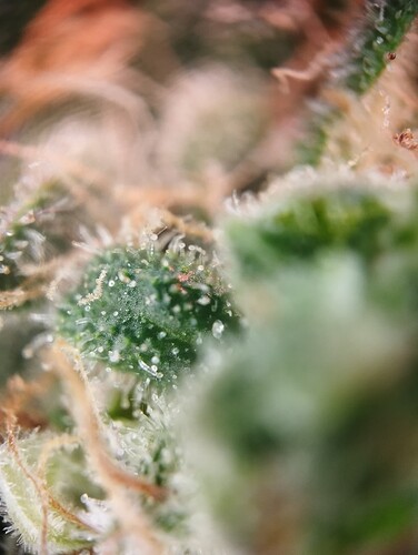 IMG_20250310_123155 - Kopie