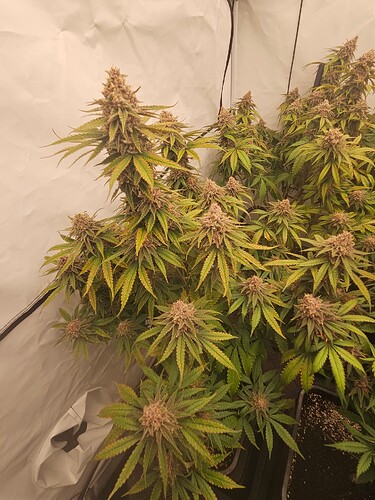 Growreport Bild 15