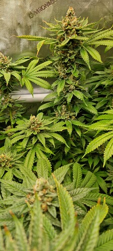 Growreport Bild 13