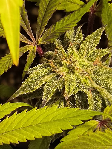 Growreport Bild 11