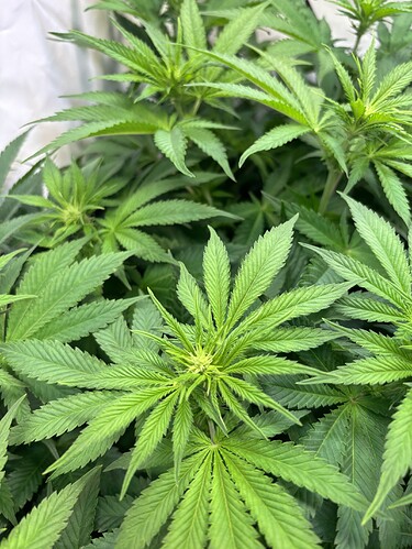 Growreport Bild 24