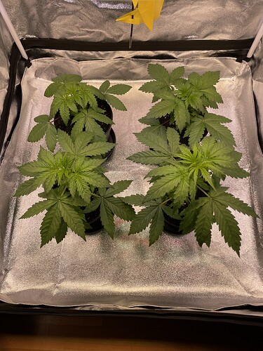 Growreport Bild 1