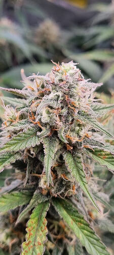 Growreport Bild 6