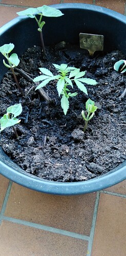 Growreport Bild 4