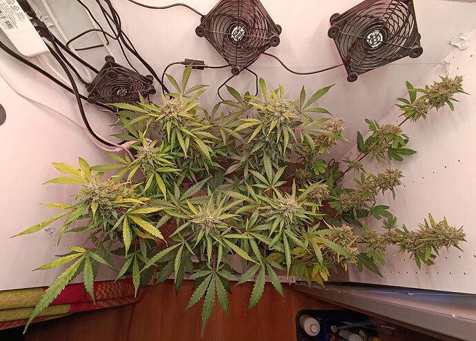 Growreport Bild 4