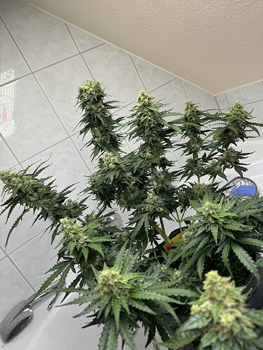 Growreport Bild 36