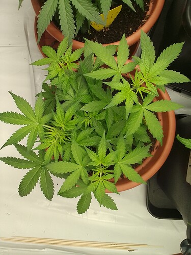 Growreport Bild 4