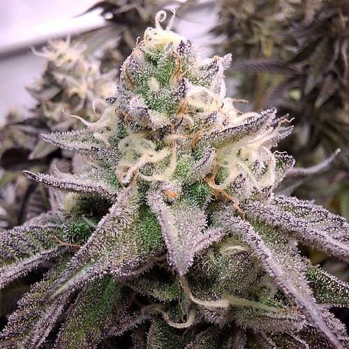 Growreport Bild 12