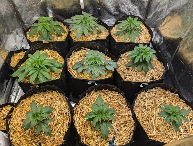 Growreport Bild 1