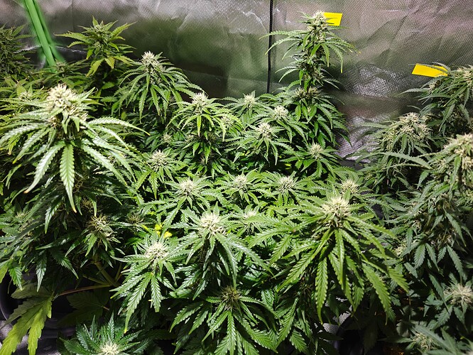Growreport Bild 6