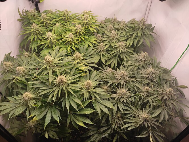 Growreport Bild 2
