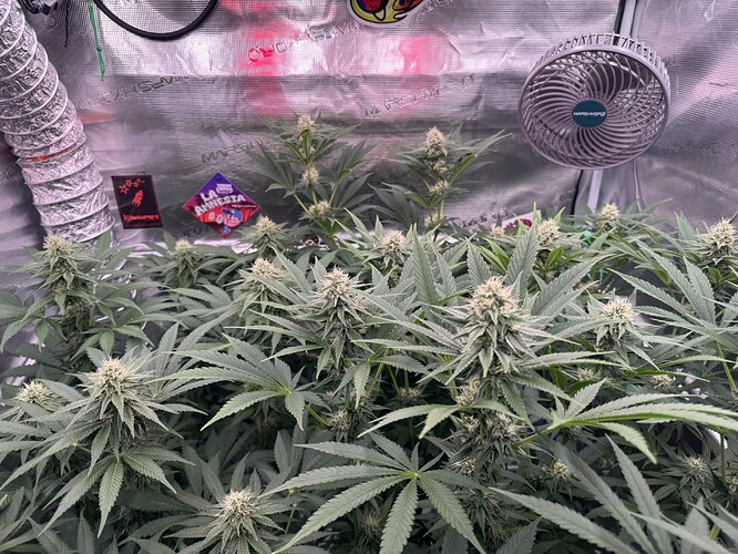 Growreport Bild 5