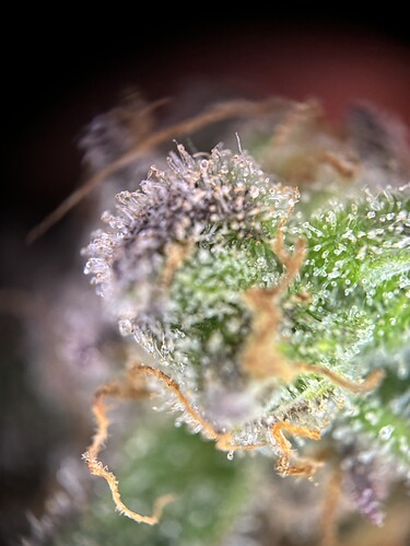 Growreport Bild 24