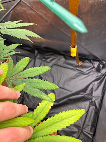 Growreport Bild 6