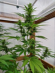 IMG_20240603_074514