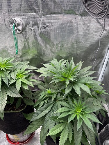 Growreport Bild 2