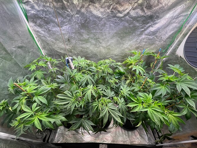 Growreport Bild 24