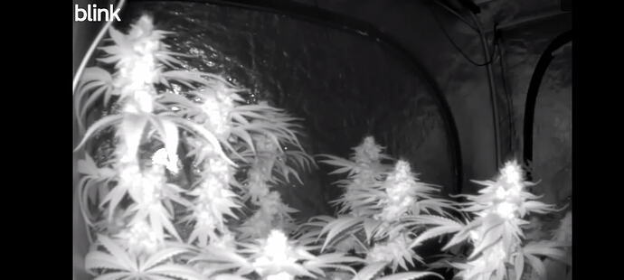 Growreport Bild 3