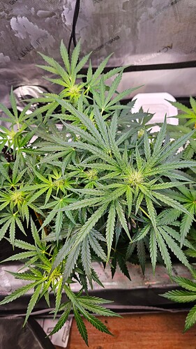 Growreport Bild 5