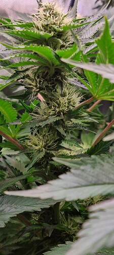 Growreport Bild 6