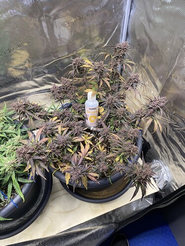 Growreport Bild 4
