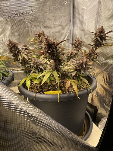 Growreport Bild 11