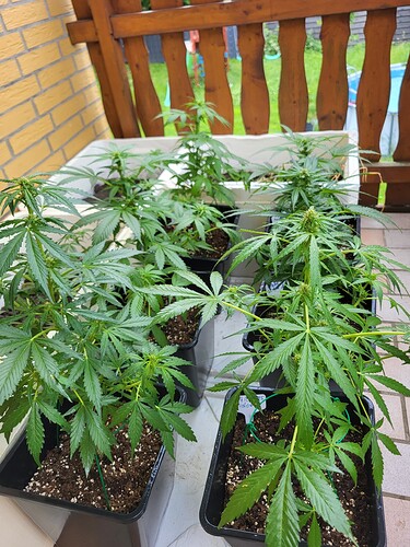 Growreport Bild 11