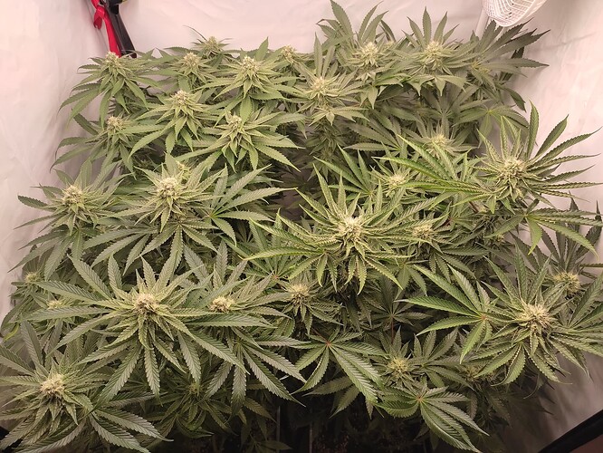 Growreport Bild 2