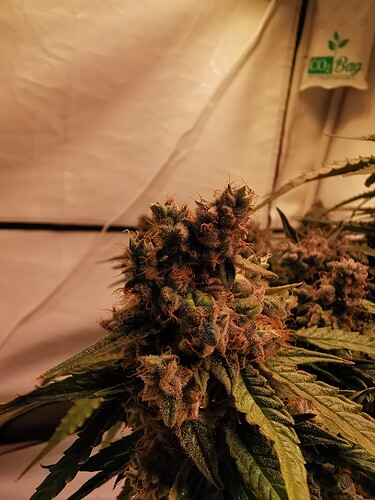 Growreport Bild 1