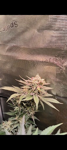 Growreport Bild 20