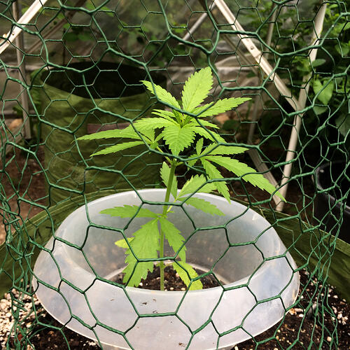 Grow26_0608_25